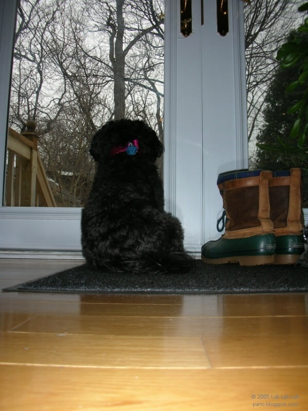 Black dog sitting and looking out window in door with two boots beside them.