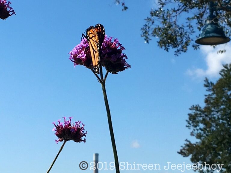 Monarch sitting on a tall pink flower as seen from beneath looking up at the blue sky with tree branches on the right side. Summertime.