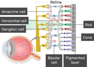 Illustration of the retina in graphic form, showing pigmented layer then rods and comes then horizontal cells between them then bipolar cells connecting rods and comes to the ganglion cells. Amacrine cells connect horizontally between bipolar and ganglion. 